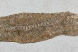 Cretaceous Fossil Fish - Goulmima, Morocco (Special Price) #72896-2